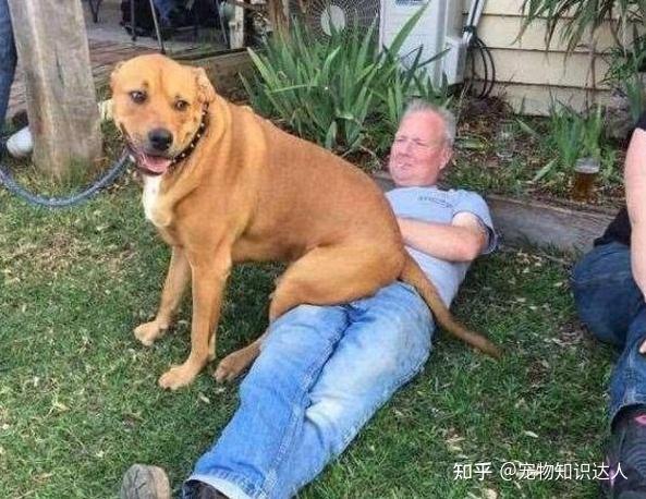 为什么狗老拿屁股对着你?这是一条有味道的知识 - 知乎