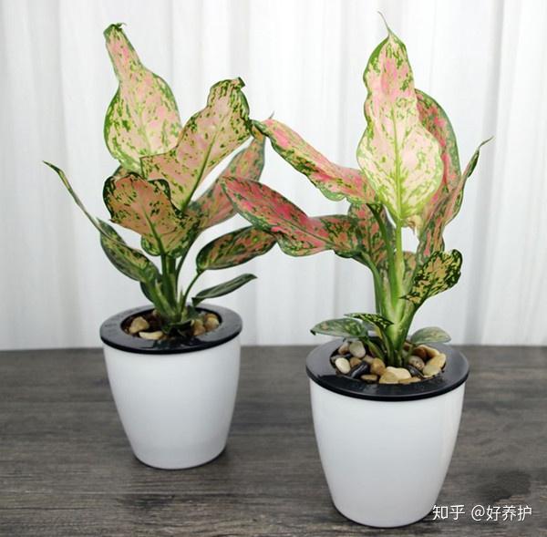 万年青品种大全 你养的是哪一种 万年青的品种及名称图片 帮果网