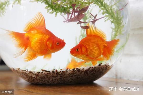 南美短鲷草缸能养么_简易短鲷缸_龙纹短鲷缸