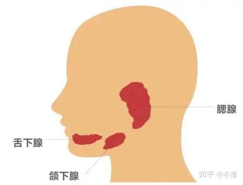 鼓腮实验图片