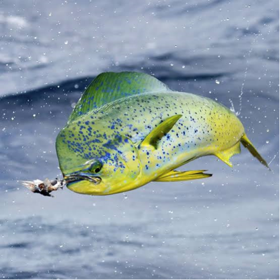 鲯鳅:海洋中最美的鱼
