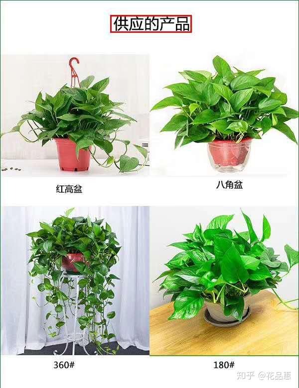 绿萝劲爆价83元