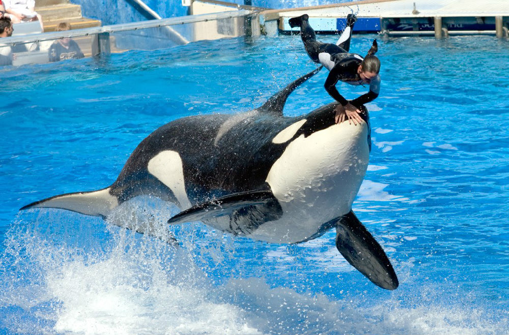 被囚禁40年被迫与孩子分离这只虎鲸在42岁的时候去世了