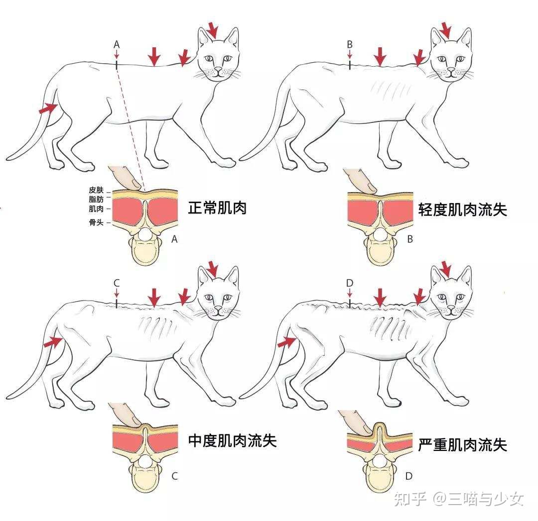 母猫身体结构图片