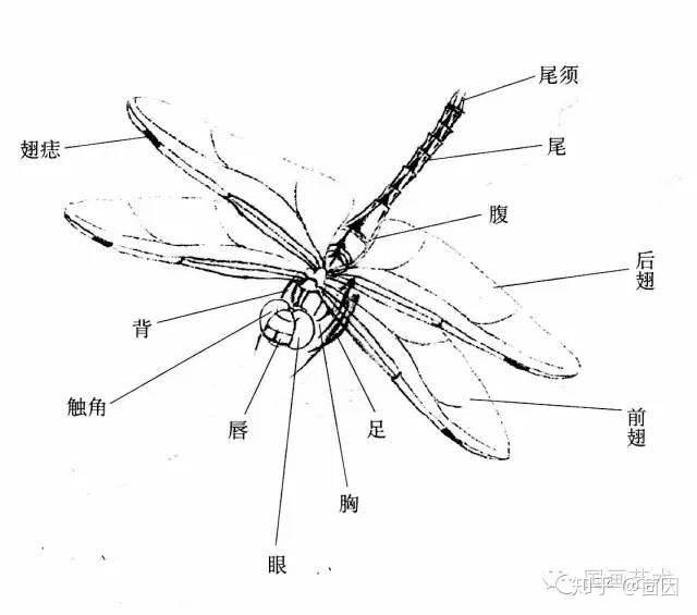 蜻蜓娘—— - 知乎