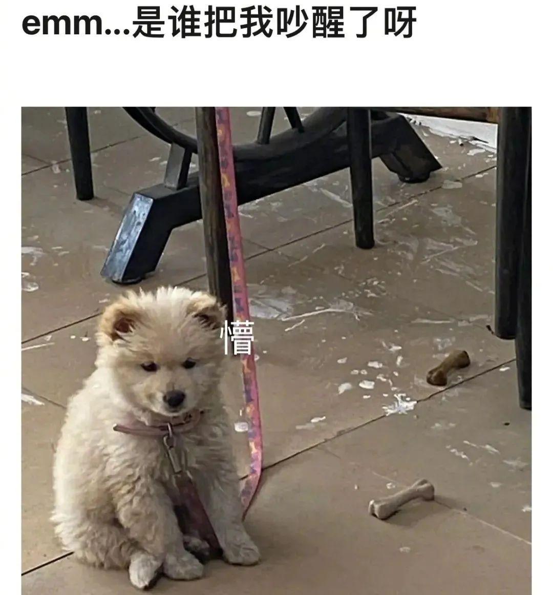 笑到肚子疼的沙雕搞笑幽默图片八十七