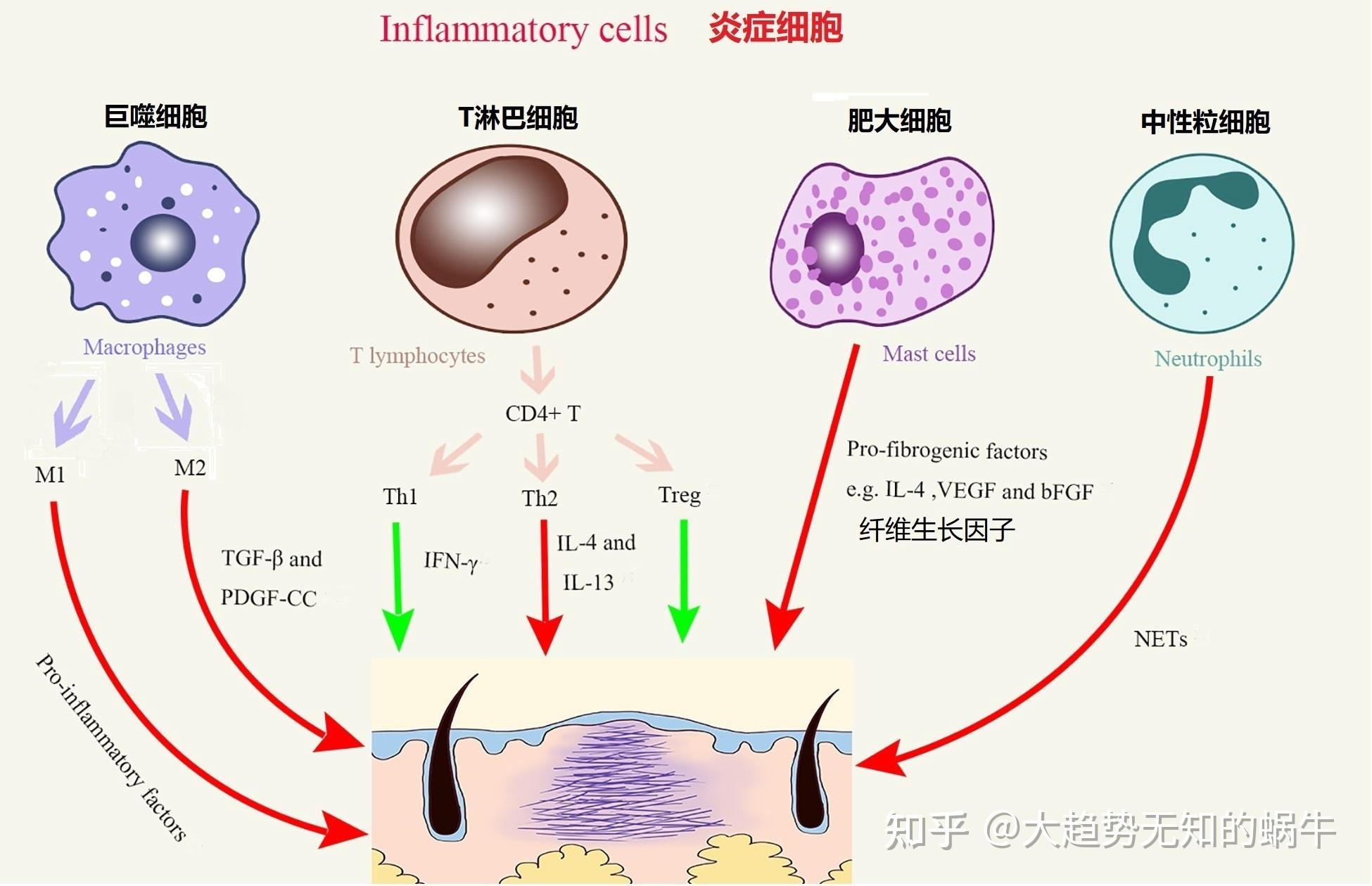 我们不知道答案的125个科学问题(77)慢性炎症 - 知乎