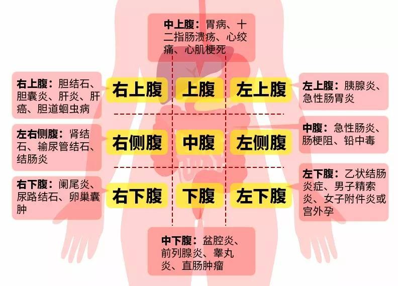 右下腹部的位置图解图片