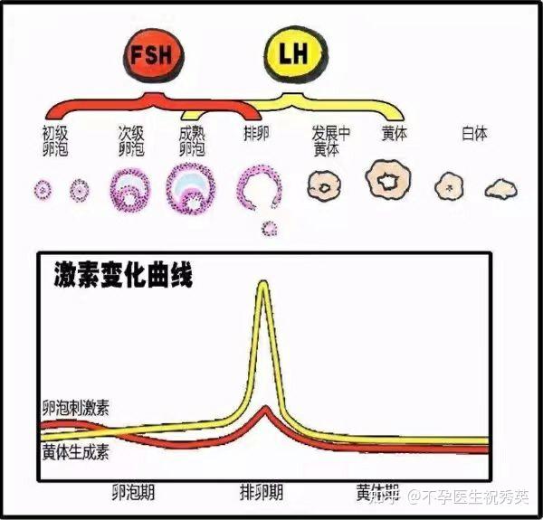 拿到血性激素六項報告後如何來看fsh和lh這兩個值