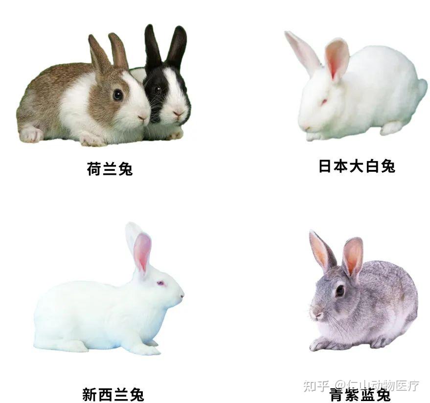 实验动物|兔眼解剖结构、生理参数及眼部疾病模型 - 知乎