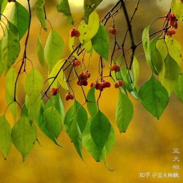 植物百科之秋色