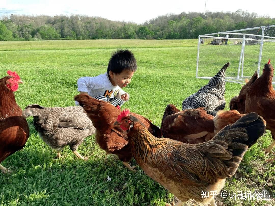 农场办抓鸡游戏3只鸡引百人追入场费10元玩出来的大财富