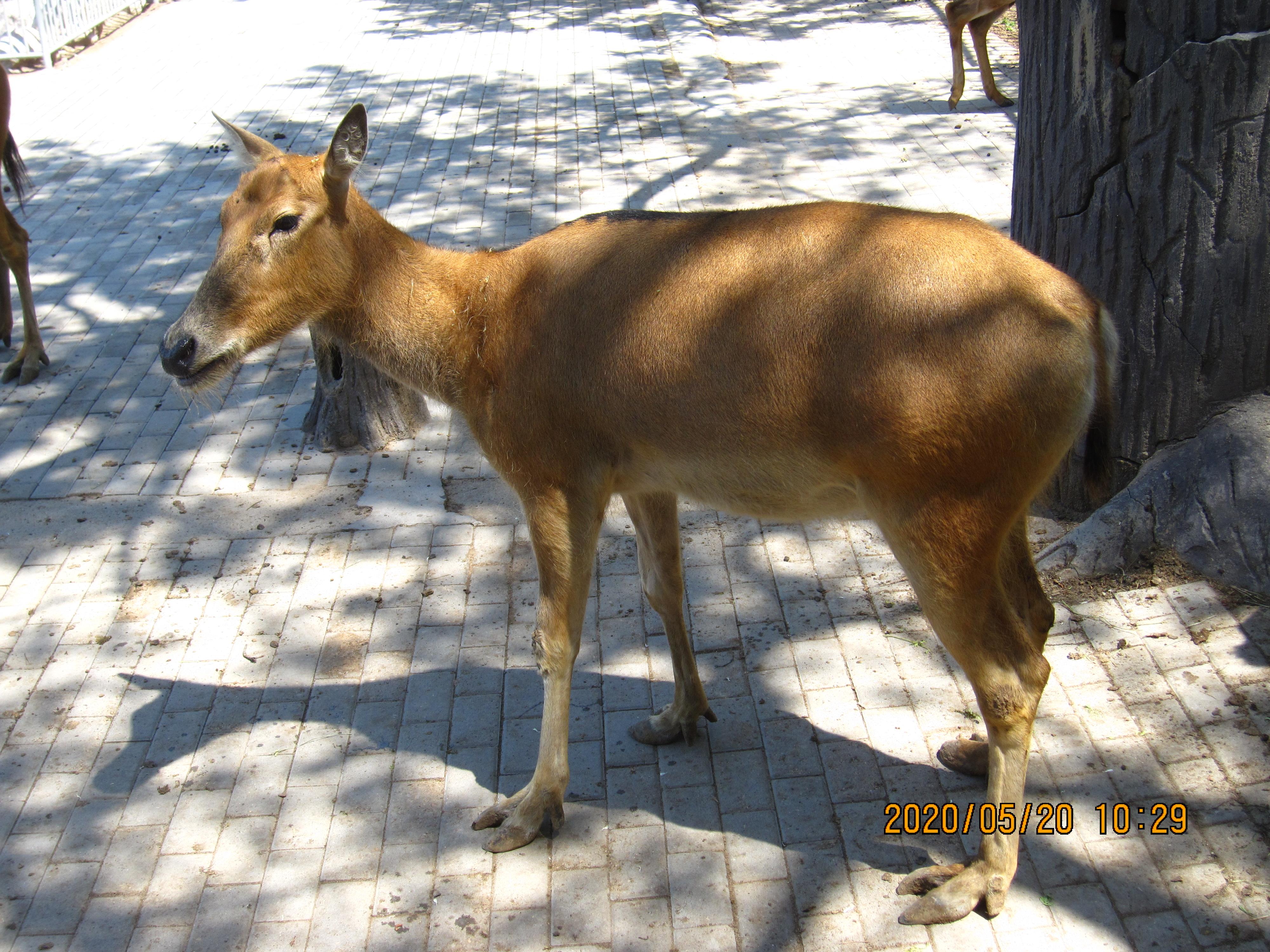动物观察日记怎么写2020年5月20日5月27日