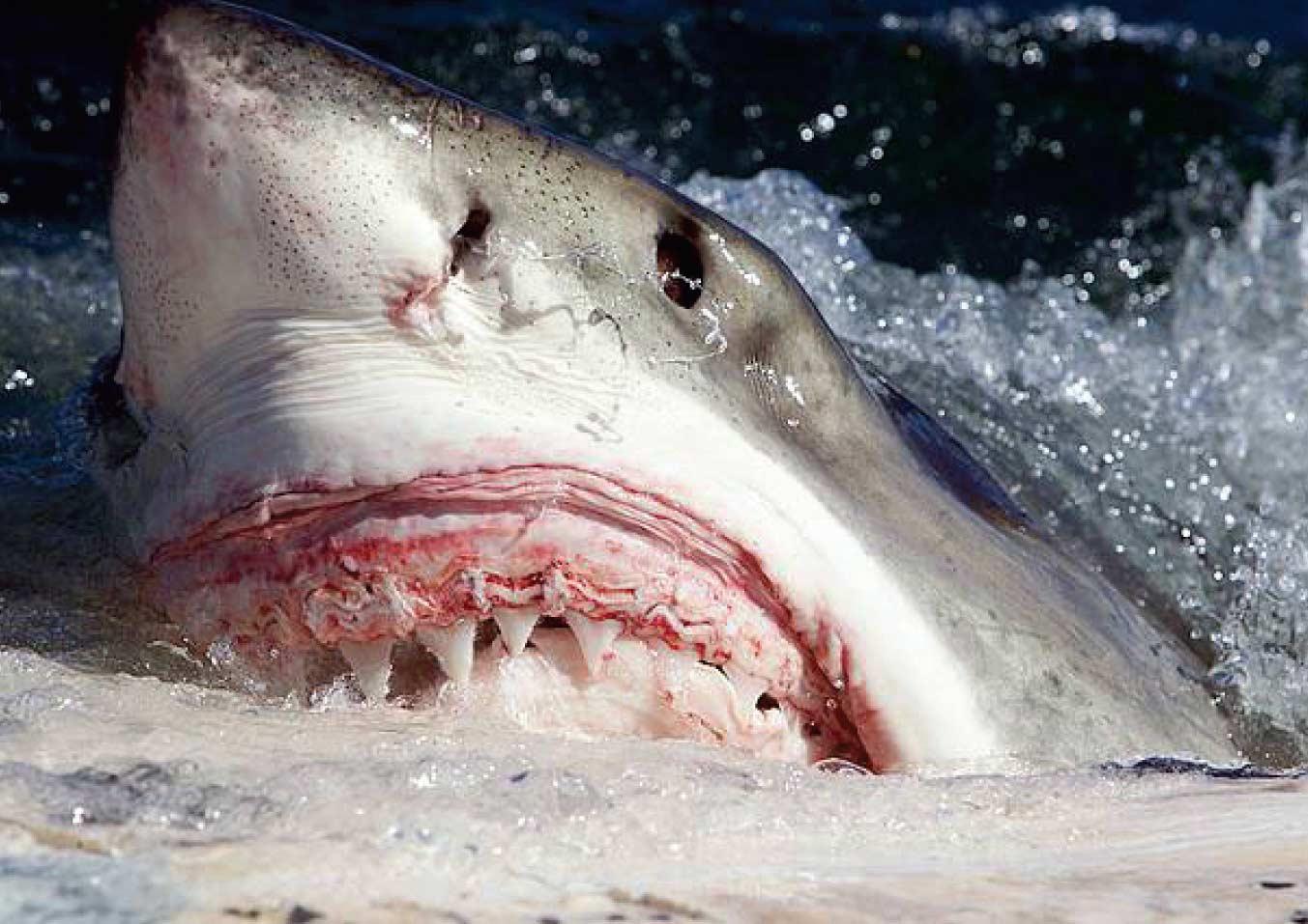 100头鲨鱼袭击图片