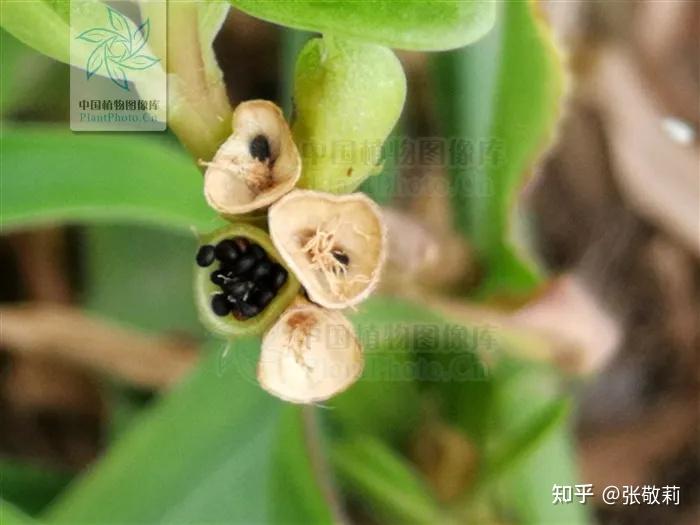 为常见杂草,通常不供观赏,果实为盖裂(李莹 摄)本家相似大花马齿苋