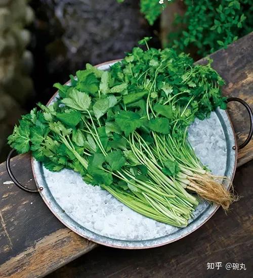 水芹与三叶芹|日本人和中国人爱吃的芹菜有啥不一样吗? - 知乎