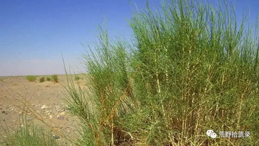 新疆荒漠植物梭梭你不知道的有趣事实