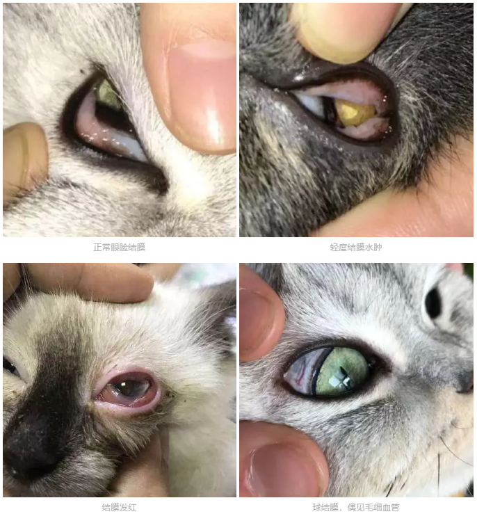 怎么自己在家给猫全身检查 v2-cb39b6b39c1305d47e013bf56ec04f6a_r.jpg