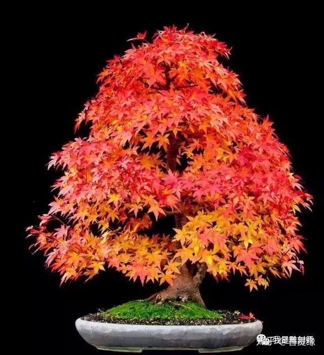 世界上最贵盆栽,一盆就是一座房子-最贵的盆景是什么品种