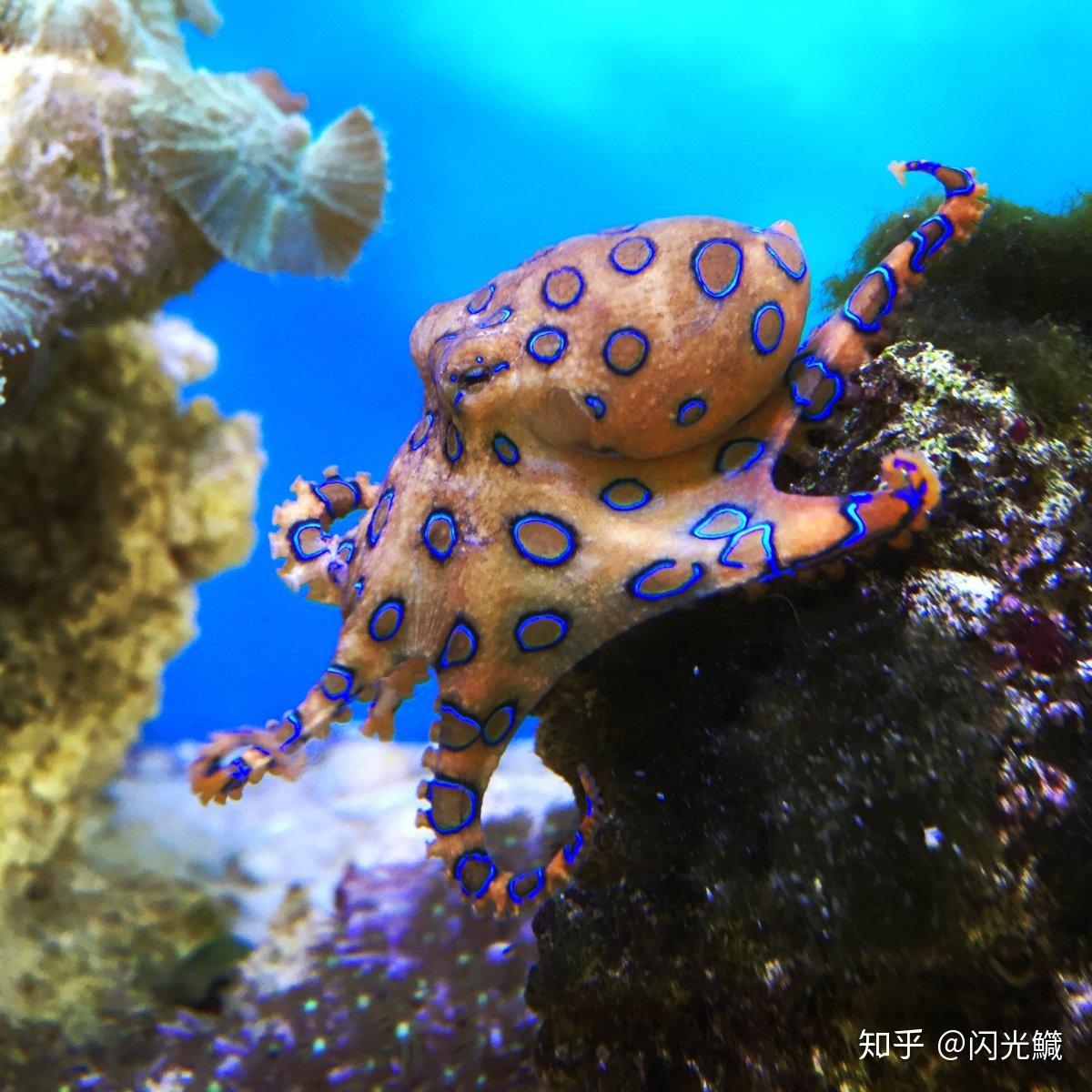 蓝环章鱼:毒物还是宠物?