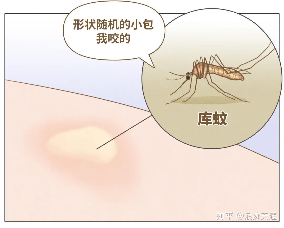 蚊子咬,虫子咬的包,蚊子咬人图片(第11页)_大山谷图库