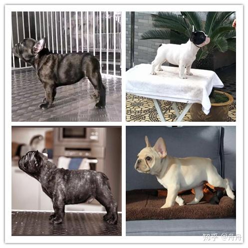 购买帖8教你怎么看法国斗牛犬品相各级别图解及视频点评