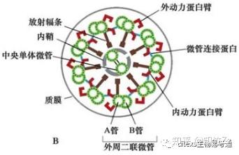 细胞生物学高频考点(十四)之微管内容及思维导图 - 知乎