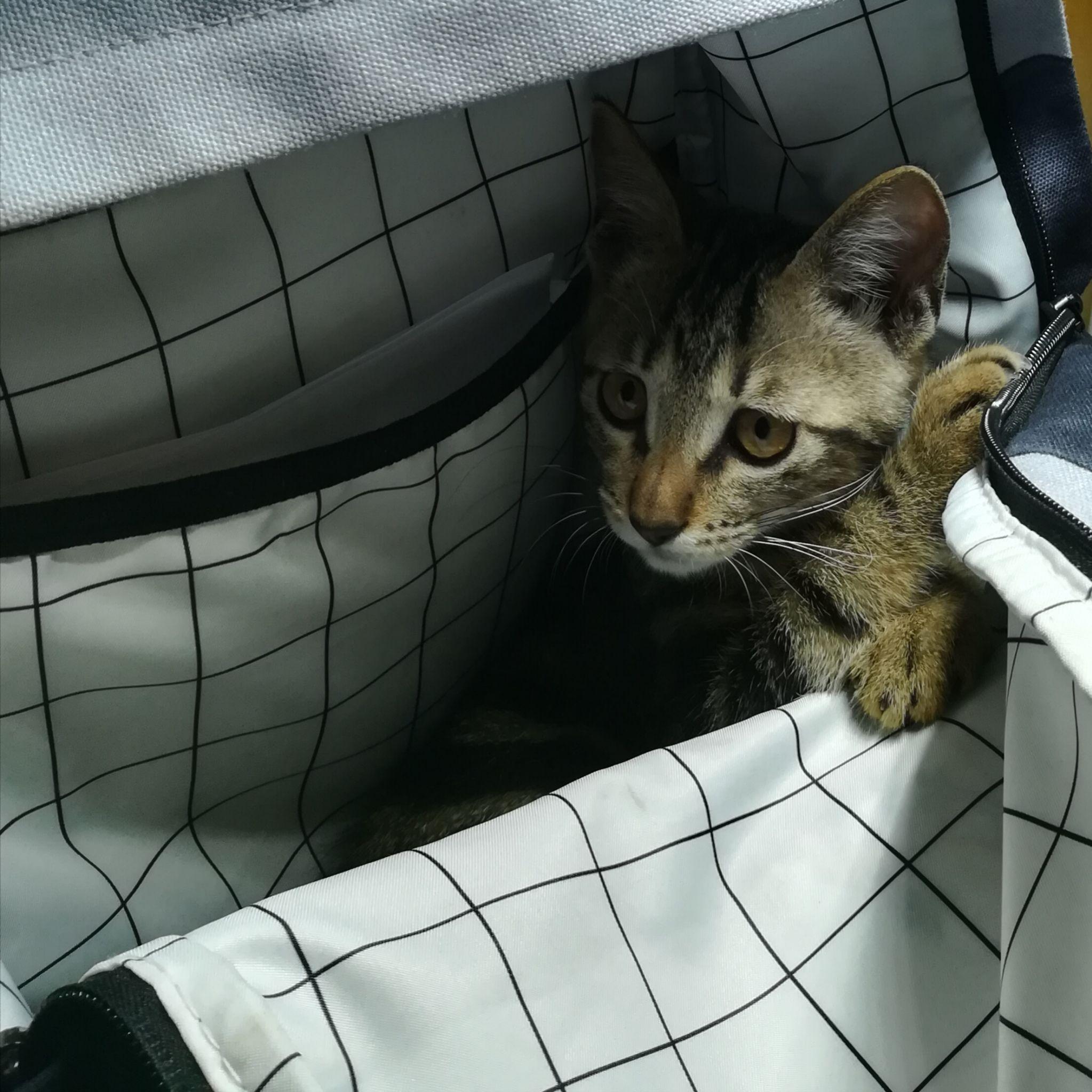 小猫老是咬人怎么回事 v2-cb545ea27cf6e3d1facc2c0dabb5f880_r.jpg