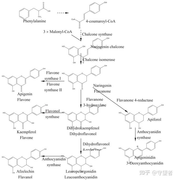 Food Chemistry：荷花生物活性成分、生物合成机制及生理功能研究进展 - 知乎