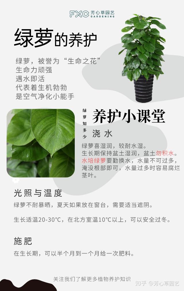 不做植物杀手把绿萝养得葱葱郁郁
