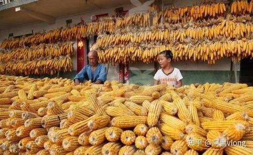 雖然農民現在可以靠進城打工賺錢了,但農民種地依然是農民的主要工作