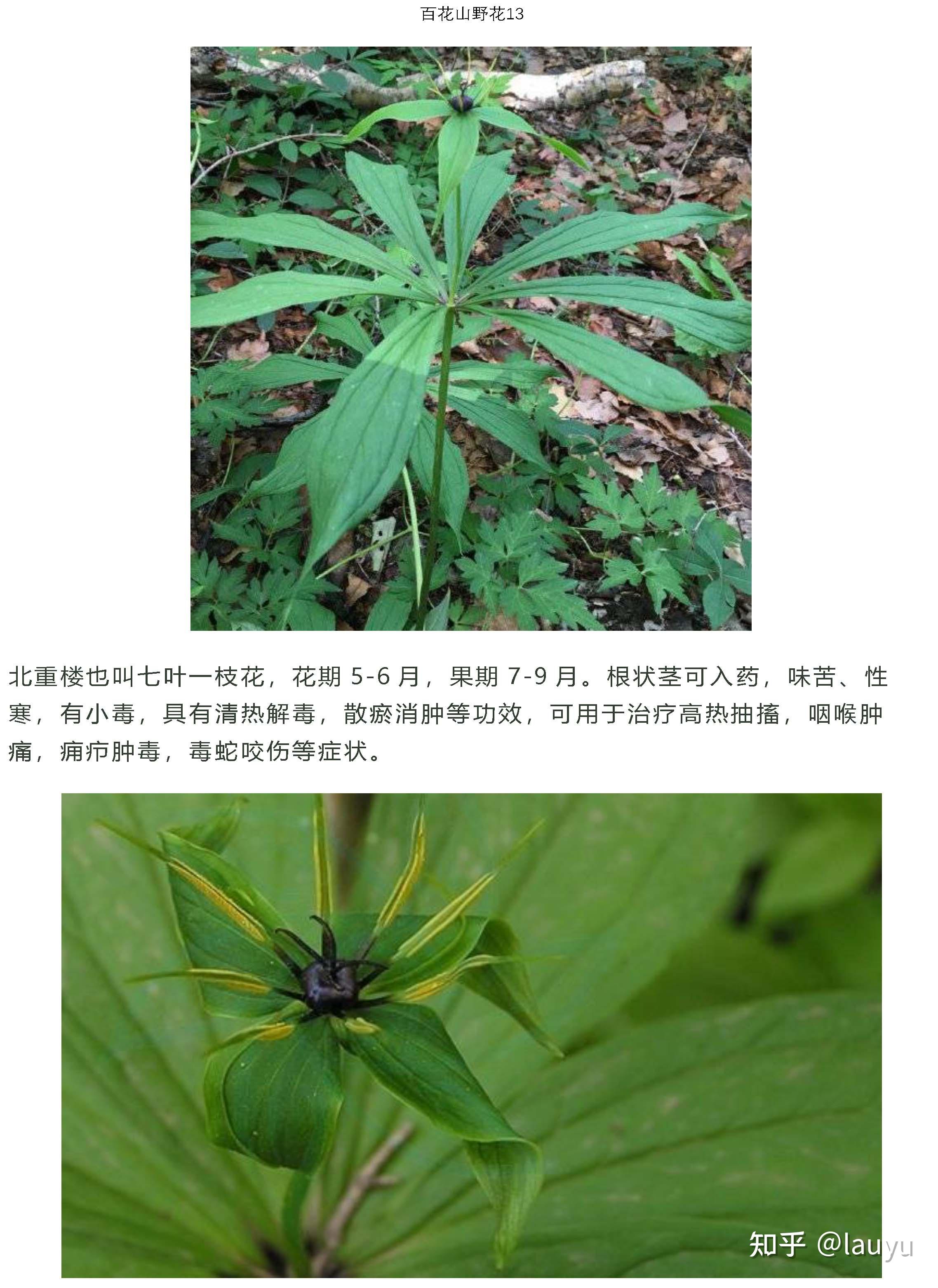 高山植物识别 - 知乎
