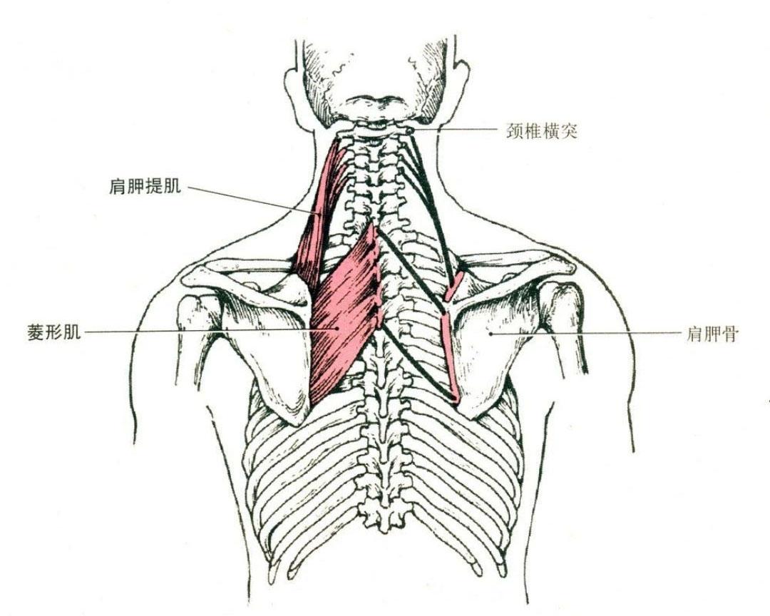 图35 肩胛骨-人体解剖组织学-医学