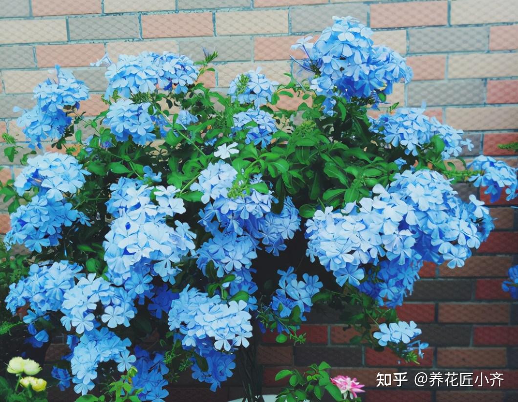 夏季常见的花卉,夏天最常见的花有哪些,夏季花坛常用的花卉_大山谷图库