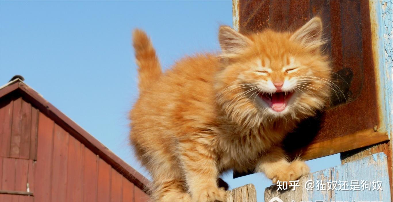 你家猫咪总是面带笑容,心情愉悦,那说明它在你家过得很开心,很幸福