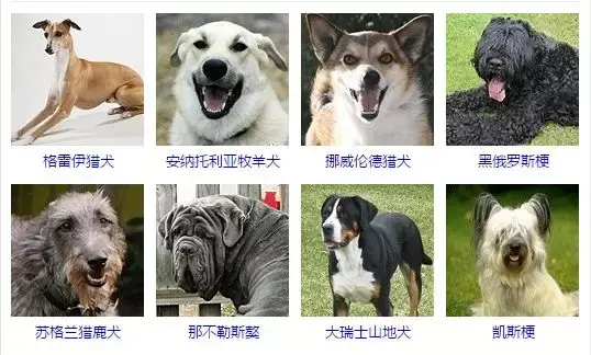 每日一宠：一篇文章让你了解狗的所有种类 - 知乎