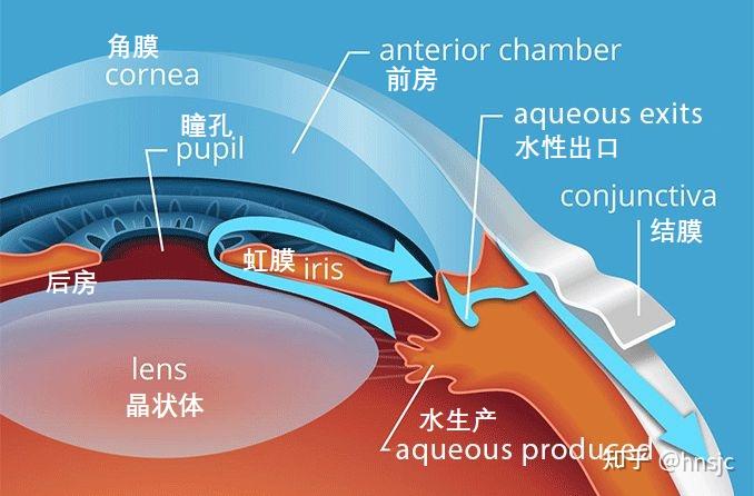 神奇的眼睛(1)眼球的解剖结构 - 知乎