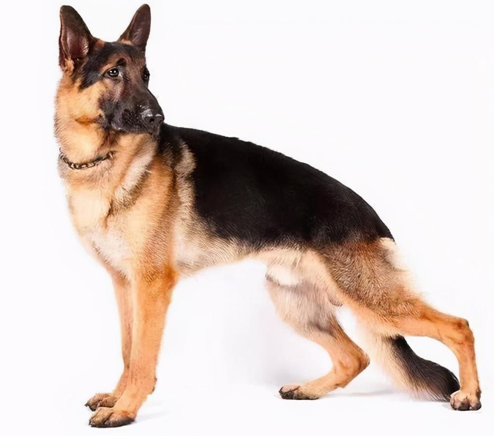 德牧为什么被禁养细数德牧被禁的四大原因