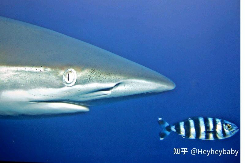 鲨鱼, 水族馆, 水, 大白鲨, 潜水(whale shark, shark, aquarium