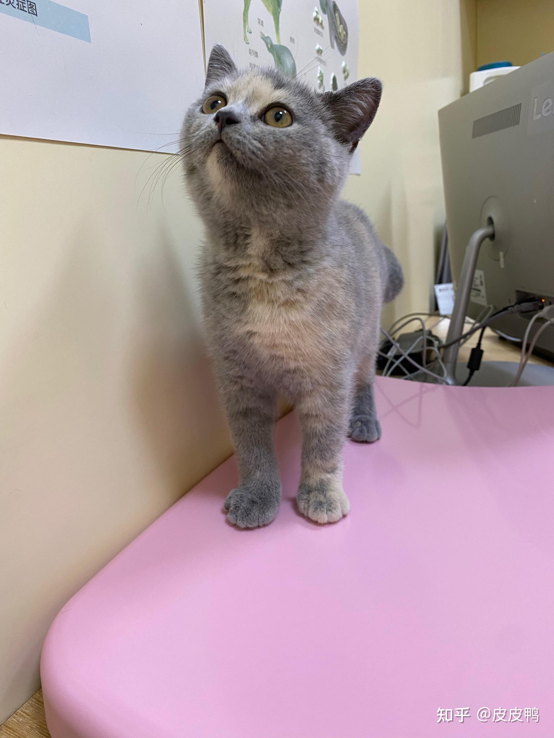 有没有好看的蓝乳色英短的图呀? - 知乎