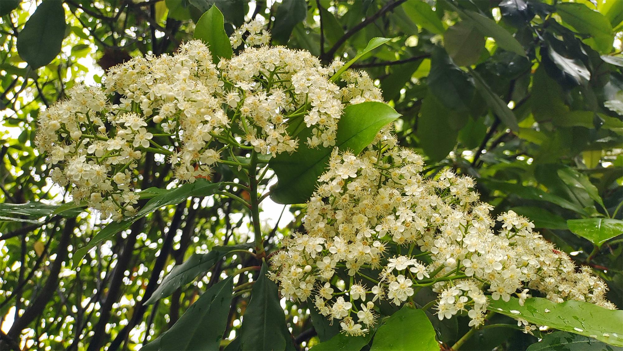 石楠花的味道(栗花和石楠花的味道)-第2张图片-鲸幼网