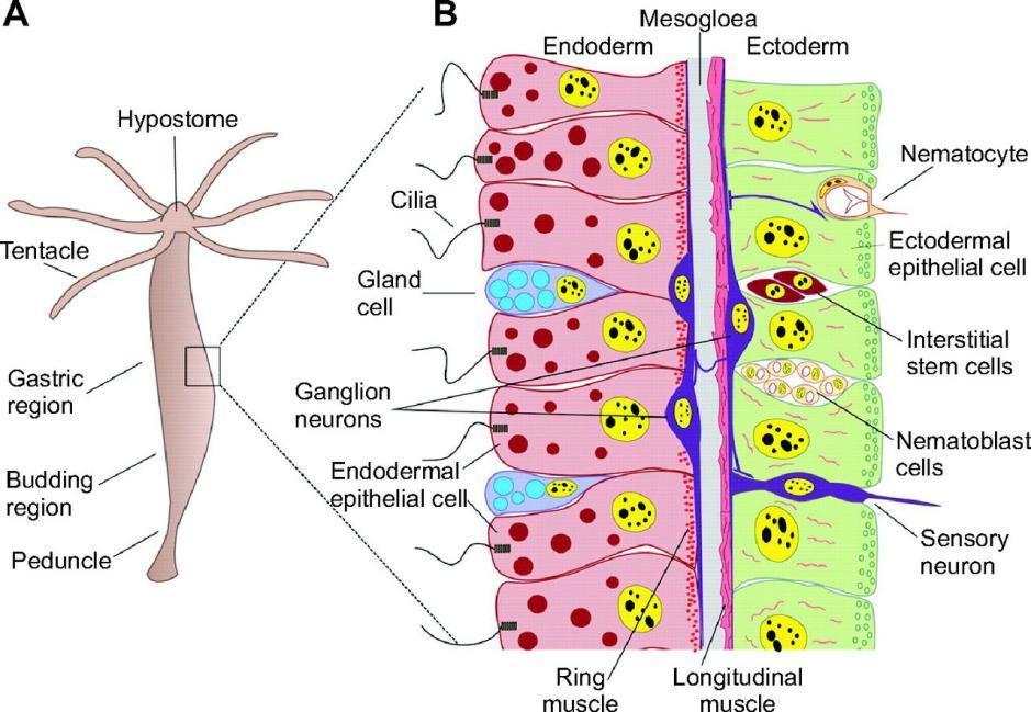 musclesystem图片