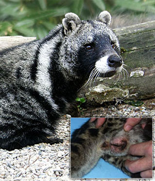 麝香,灵猫香,海狸香,动物那里的味道何以成为欧洲人心头所好