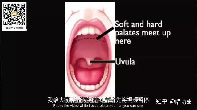 uvula图片