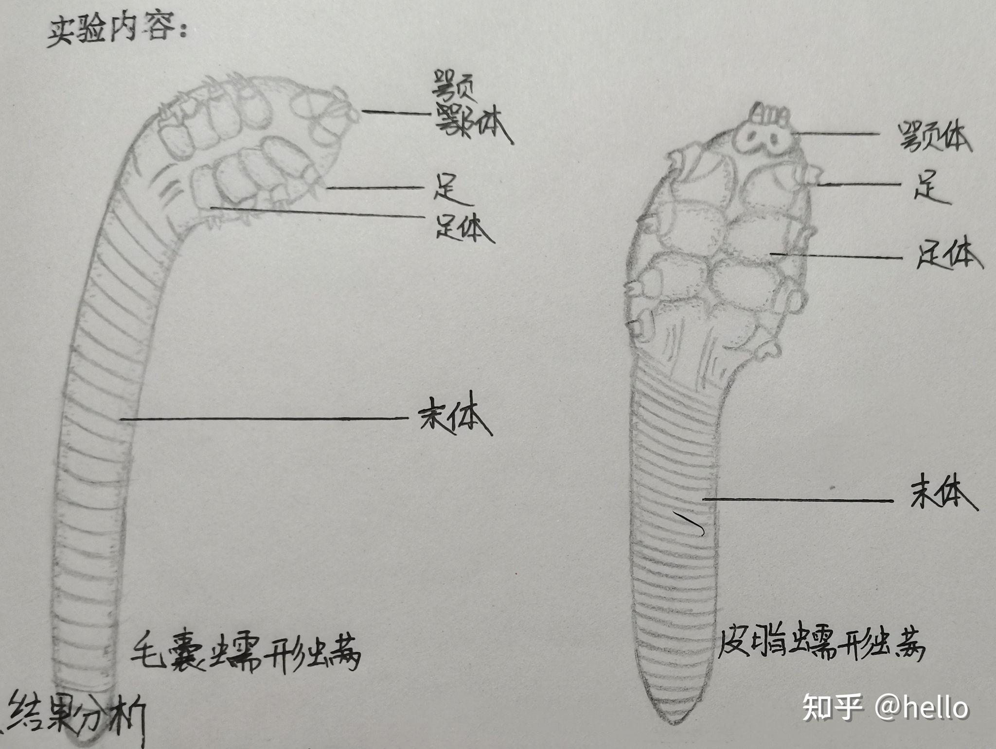 毛囊蠕形螨手绘图图片