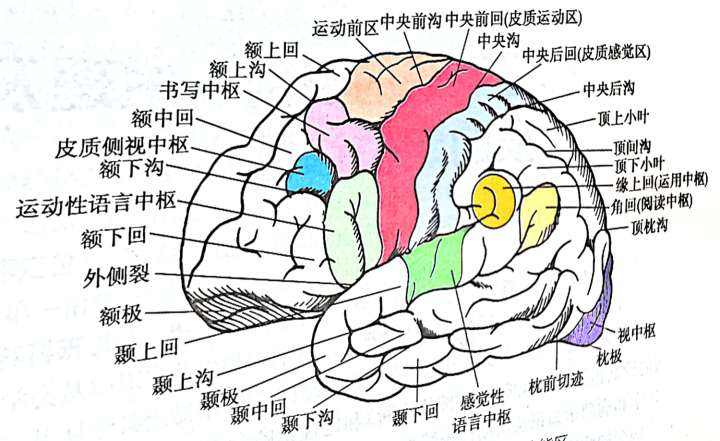 白话神经病学-神经系统的结构、功能与疾病 - 知乎