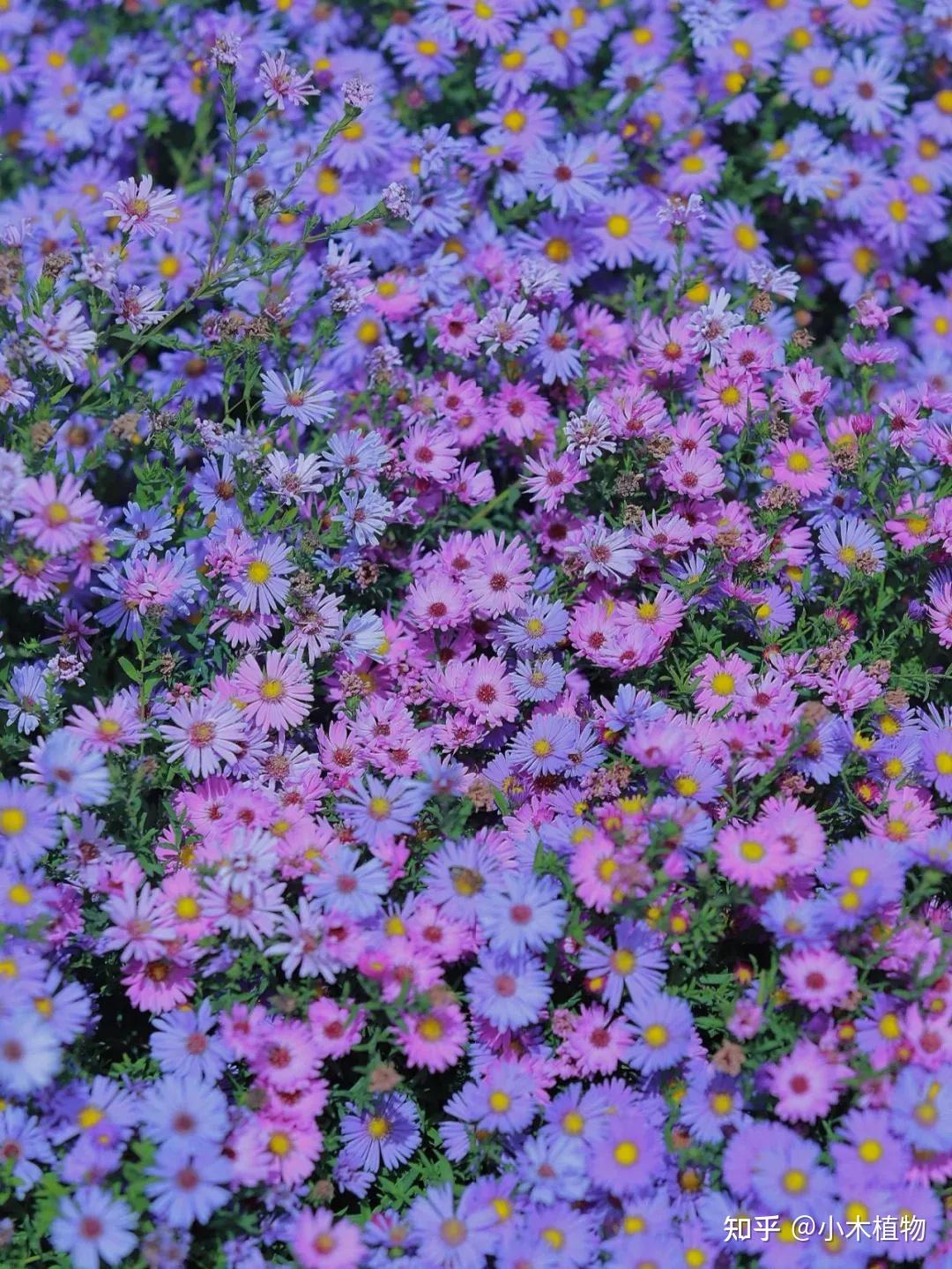 夏季开花，花朵清新可爱、美好花语的一个花卉——紫菀 - 知乎