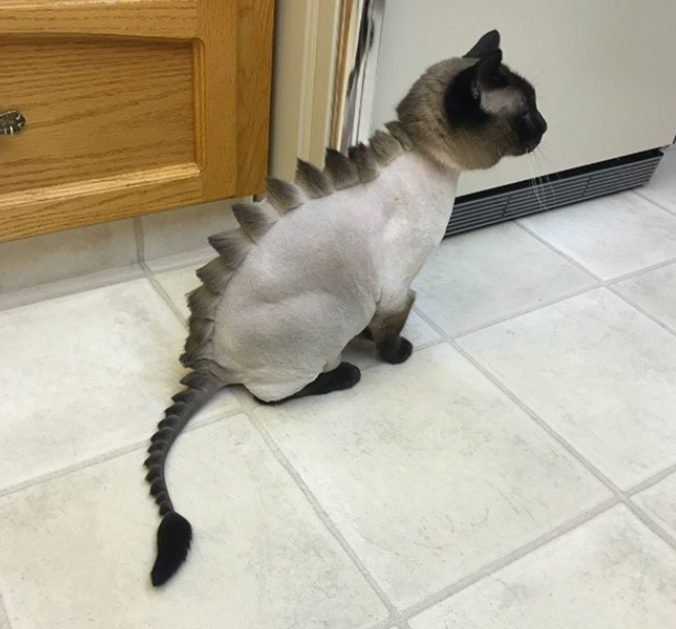 而西方的龙呢,是这样的: 有些喜欢龙的外国网友把自家的猫咪给剃成了