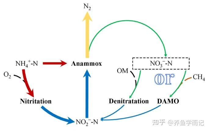 氮循环示意图英文图片