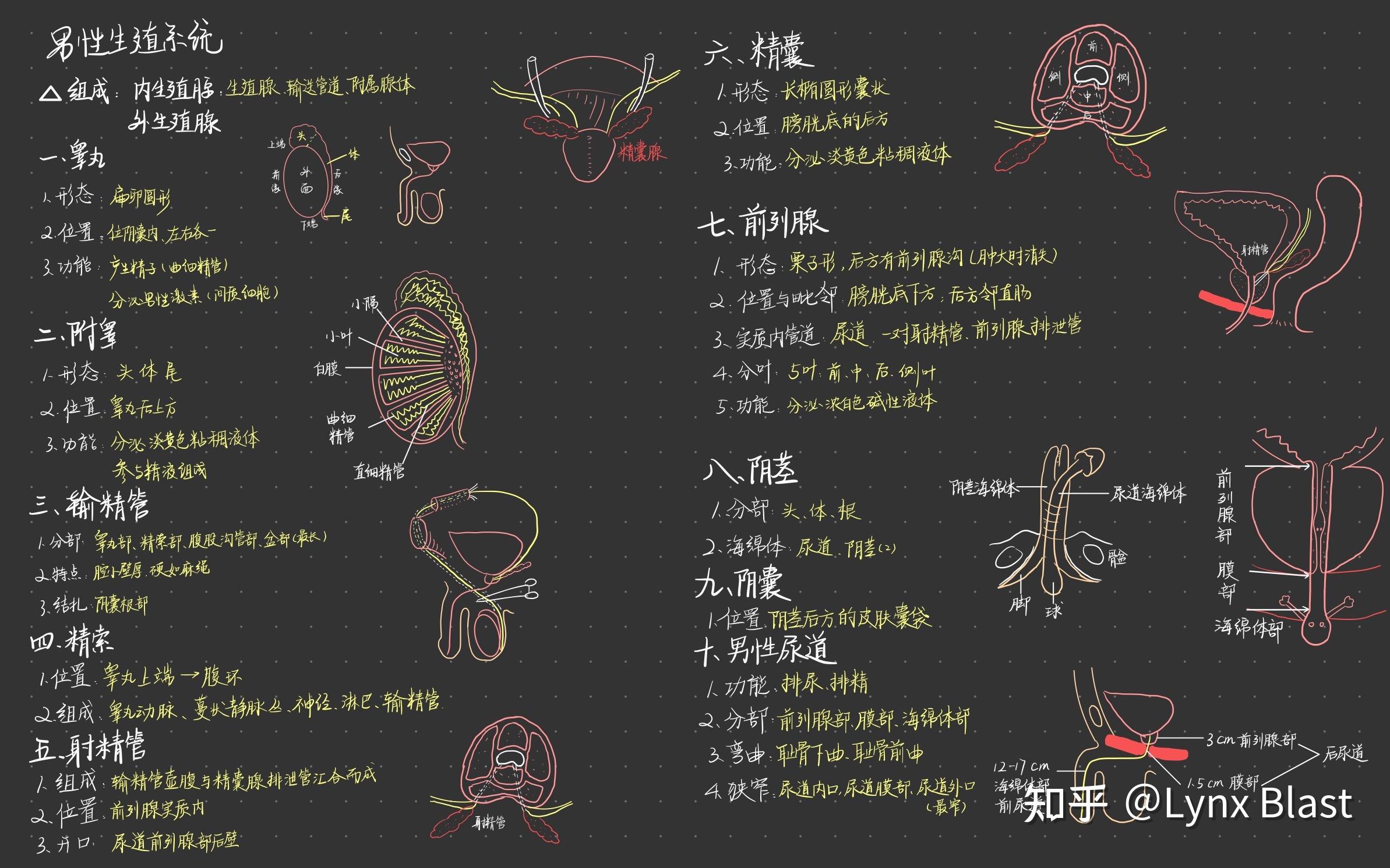 系统解剖思维导图手绘图片